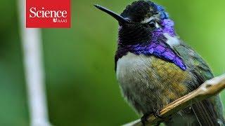 The trick to snagging a hummingbird chick? Good lighting