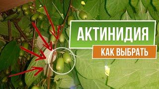 Как выбрать Актинидию   Посадка и Уход