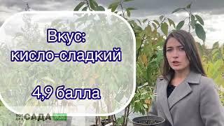 Жимолость Сибирячка описание и характеристики сорта