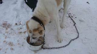 Алабаи. САО. Кормим собак. Нормы. Рацион./ Alabai. We feed the dogs.  Norms  Ration.