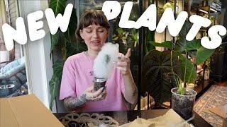 my first unboxing of the year!!! new plants from north shore tropicals 