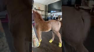 Yay or Neigh? Miniature Horse Flaunts New Shoes #shorts