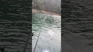 #kokaneesalmon #kokanee #fishing #kokaneefishing
