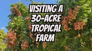 WHAT DOES A 30-ACRE TROPICAL FRUIT FARM LOOK LIKE?