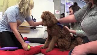 Flynn the therapy dog soothes NAIT students stress