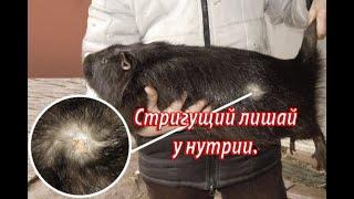 СТРИГУЩИЙ ЛИШАЙ.  Лечение и профилактика.