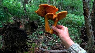 MUSHROOMS on a TREE! To take or not to take?