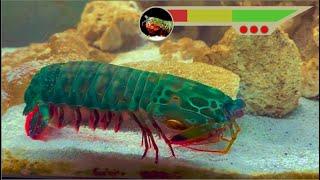 Giant Mantis Shrimp VS Aggressive Purple Lobster