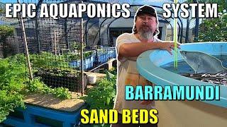 Owen's EPIC Aquaponics System | Sand beds Swamp Beds Barramundi + MORE