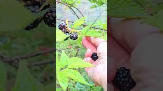 Unbelievable Missouri Homestead Garden Surprise! #kapperoutdoors