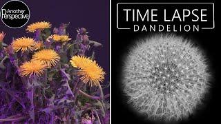 Growing Dandelion Flower Time Lapse