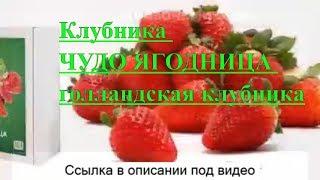 Клубника ЧУДО ЯГОДНИЦА сказочный сбор отзывы - чудо-ягодница сказочный сбор голландская клубника.