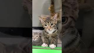 Adorable Kittens Can't Wait to be Adopted!