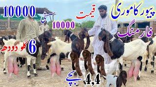 World's Best Kamori Patari Goat Farm ||Cheap Rate Kamori Breed | Goat Farming in Pakistan | کاموری