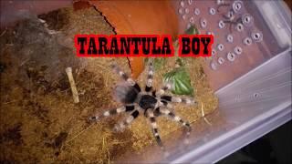 Nhandu coloratovillosus & Pterinochilus murinus feeding#6