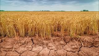 Quatrains for 16.12.2023 The Ruined Harvest (Primus & Yuri  Loza - Exhausted Steppe)