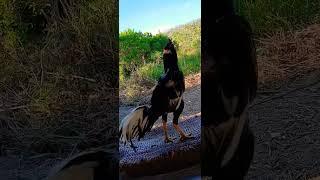 #bearded #chicks #quality #bed #borabora #cyclone #backyard #rooster #matrix #so