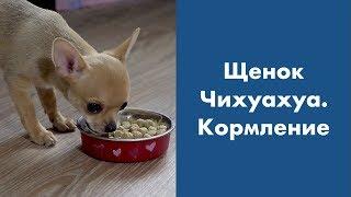 Щенок Чихуахуа. Кормление