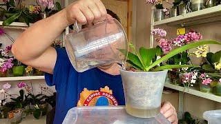 как поливать орхидею правильно  How to water an orchid ВО МХЕ