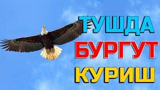 Туш табири - Тушда бургут куриш