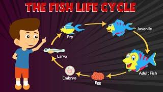 Life Cycle of Fish for Kids - Stages of Fish Life Cycle - Learning Junction #education #video