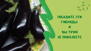 Посадите эти гибриды баклажанов  и вы точно не пожалеете