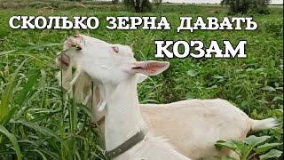 ️ Козы. Правильное кормление коз зерном. Сколько зерна давать козам. 2 августа 2020 г.