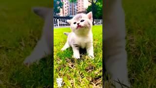 Cute baby kitten meow meow ️