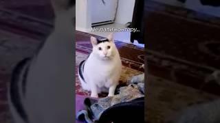 ТРУ КРАЙМ ОТ КУБИНСКИХ КОШЕК