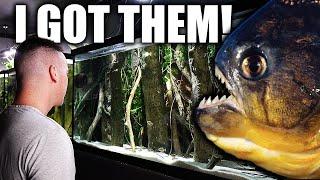 20 YEARS LATER! 30 PIRANHA FOR MY AQUARIUM! - The king of DIY