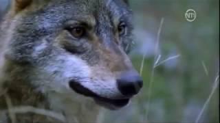 Les loups des montagnes DOC FRENCH