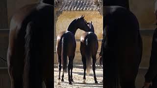 What is going on with this horse 768