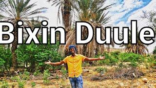 Hargeisa To Bixin duule Somaliland