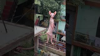 cat dance #viralvideo #trendingshorts