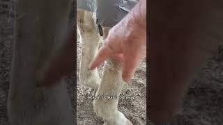 Dynamite Balm for Horses with Arthritic Knees | Holistic Horseworks