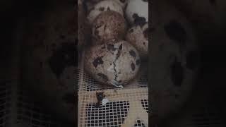 That's a cute quail egg hatching.