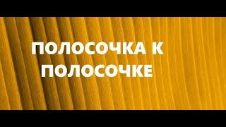 Косметички из узких полосок.Шитьё из полос.(октябрь 2024г)