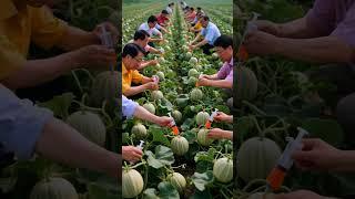 What are they injecting into loofah?#fruit #farming#farm #nature #shorts