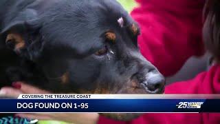 Injured dog found on I-95 awaits owner at Humane Society of the Treasure Coast