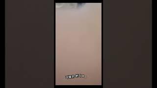 뽀로로 보리차 리뷰