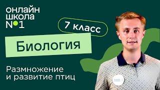 Размножение и развитие птиц. Видеоурок 27. Биология 7 класс