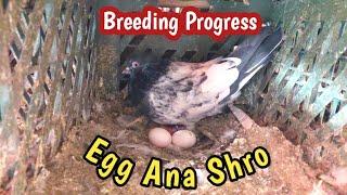 Egg Ana Shro Ho Gy | Breeding Progress | Hashim Mahmood Pigeons