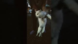ТУЦ ТУТУЦ КОШКА МАЛЫШКА