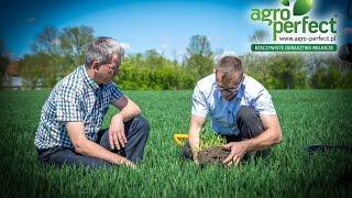 AGRO-PERFECT Bydgoszcz Arkadiusz Janus pszenica