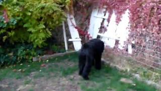 brt- mischa in backyard. black russian  robles part 1