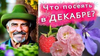 ЧТО ПОСЕЯТЬ В ДЕКАБРЕТОП КУЛЬТУР ДЛЯ ПОСЕВАWHAT FLOWERS TO PLANT IN DECEMBER