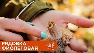 Рядовка Фиолетовая. Где Растет, как Собирать и Готовить?