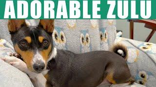 Adorable Basenji Zulu LIVE!