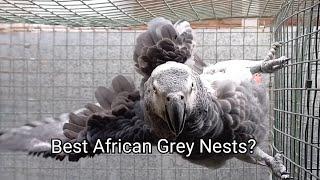 Parrots 101 - How to Breed African Grey Birds / Nest boxes and Nesting Substrate