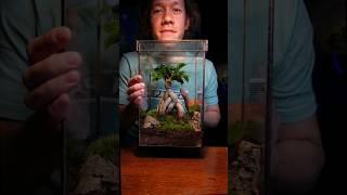 how to grow a bonsai in a terrarium